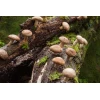 Photo Showing Shiitake - 3782 Mushroom Fruiting on a tree