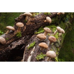Photo Showing Shiitake - 3782 Mushroom Fruiting on a tree