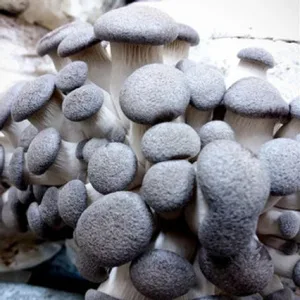 A cluster of grey-brown king oyster mushrooms growing closely together.