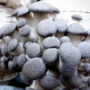 Photo Showing Black king oyster Mushroom Growing