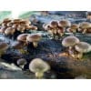 Photo Showing Australian Shiitake Mushroom on a tree