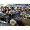 Photo Showing Australian Shiitake Mushroom on a tree