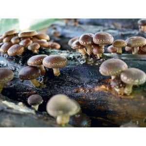 Photo Showing Australian Shiitake Mushroom on a tree