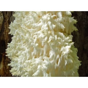 Photo Showing Coral tooth Mushroom Fruiting