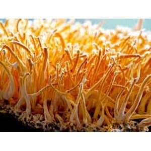 Photo Showing Cordyceps Militaris Mushroom Growing