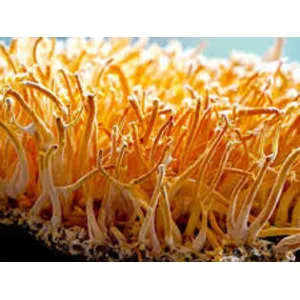Close-up of vibrant orange-yellow fungi or mould with long, thin, finger-like structures.