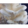 Photo Showing White Elm Oyster Mushroom Fruiting
