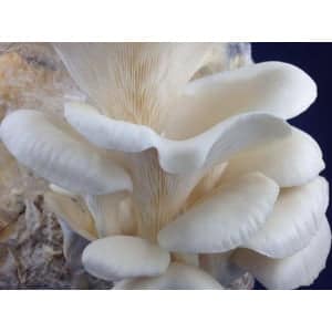 Photo Showing White Elm Oyster Mushroom Fruiting