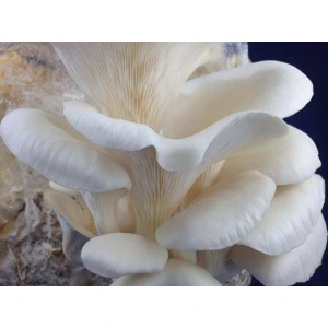 Photo Showing White Elm Oyster Mushroom Fruiting