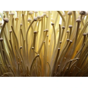 Photo Showing Enoki Mushroom Growing