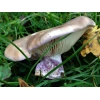 Photo Showing Field Blewit Mushroom Fruiting on Ground