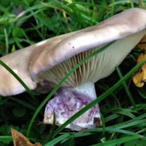 A pale purple mushroom with gills, growing in grass next to a yellow leaf.