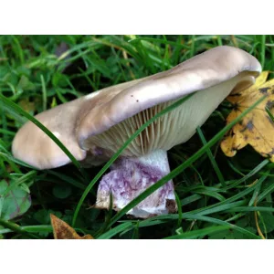 A pale purple mushroom with gills, growing in grass next to a yellow leaf.
