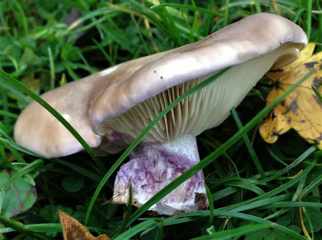 Mushroom Liquid Culture | Field Blewit | Clitocybe nuda | Lepista nuda 1 A pale purple mushroom with gills, growing in grass next to a yellow leaf.