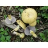 Photo Showing Golden Wine Cap Mushroom Fruiting on the Ground