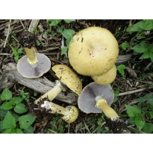 Five yellowish mushrooms with pale gills growing among green plants and pieces of wood on the ground.