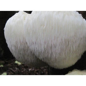 Photo Showing Lion's Mane Beard Mushroom Fruiting