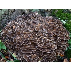 Photo Showing Maitake Mushroom Growing