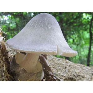 A pale mushroom with a smooth cap grows on a forest floor, surrounded by greenery and dappled sunlight.