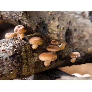 Brown mushrooms growing on decaying wooden logs in a natural outdoor setting.