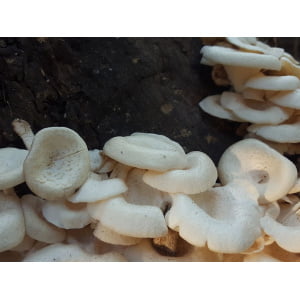 Photo Showing White Elf Mushroom Fruiting on a tree