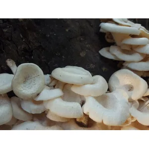 White mushrooms growing closely together on a dark, rough tree trunk.
