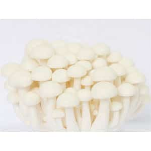 Photo Showing Ivory Shimeji Mushroom Growing