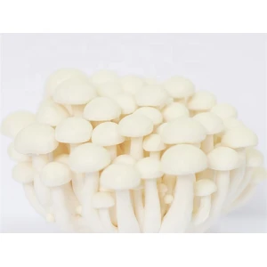 Photo Showing Ivory Shimeji Mushroom Growing