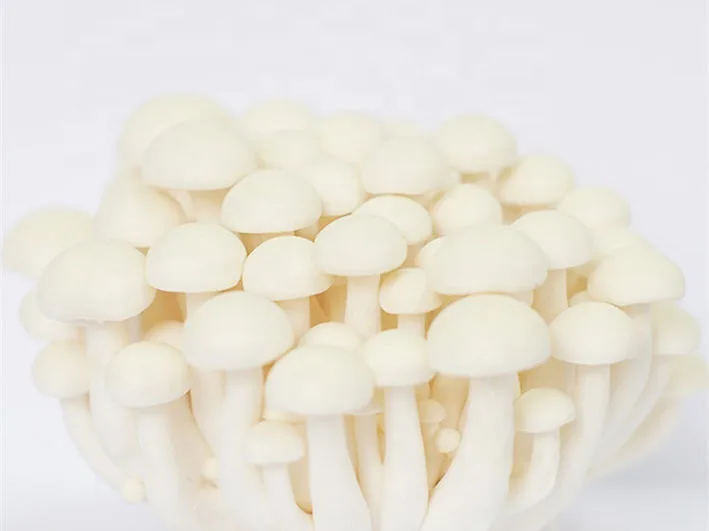 A cluster of white shimeji mushrooms with smooth caps and slender stems on a plain background.