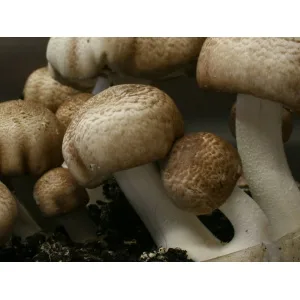 Close-up of brown and white mushrooms growing together in dark soil.