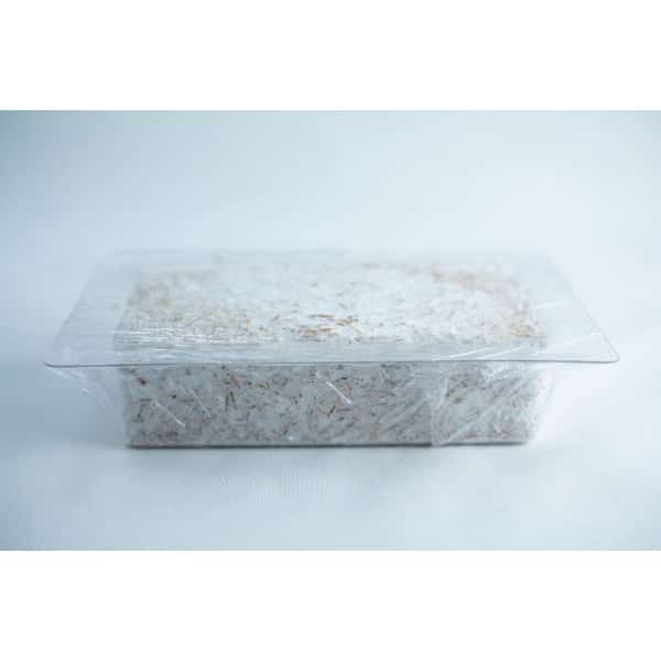 Colonised Mould- Brick