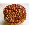 Photo Showing Golden Enoki Mushroom Growing