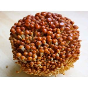 Photo Showing Golden Enoki Mushroom Growing