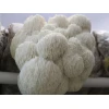 Photo Showing Lion's Mane Pride Fruiting