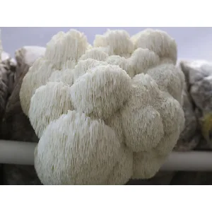 White, Pride lion’s mane mushroom with long, thin spines growing in a cluster against a blurred background.