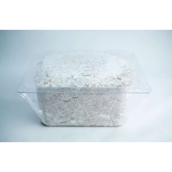Colonised Mould- Plant Pot