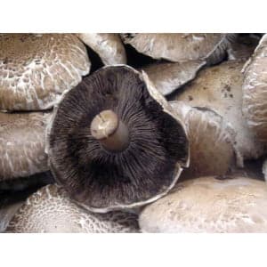 Photo Showing Portobello Mushroom Fruiting