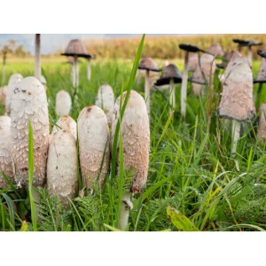 Cluster of shaggy ink cap mushrooms growing among tall green grass in a field.