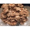 Photo Showing Straw Shiitake Mushroom Fruiting