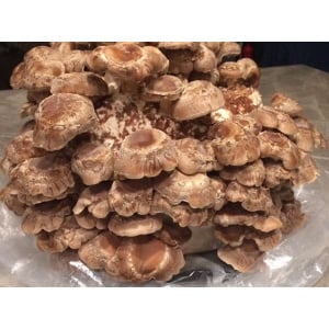 Photo Showing Straw Shiitake Mushroom Fruiting