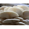 Photo Showing Warm White Oyster Fruiting