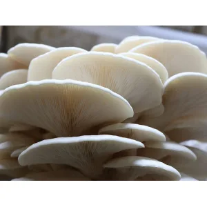Close-up of clustered white oyster mushrooms showing their delicate gills and overlapping caps.