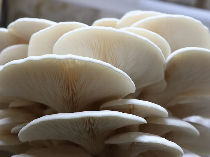 Sawdust spawn for mushroom log inoculation, Garden bed and bucket- 3kg | Warm White Oyster | Pleurotus ostreatus 1 Close-up of clustered white oyster mushrooms showing their delicate gills and overlapping caps.