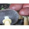 Photo Showing Wine Cap Mushroom Fruiting
