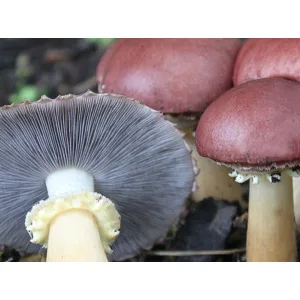 Cluster of reddish-brown mushrooms with one showing its white gills and yellowish stalk.