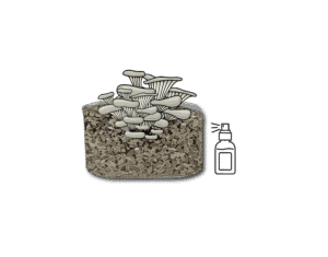Mushroom Grow Kit - Spray and Grow