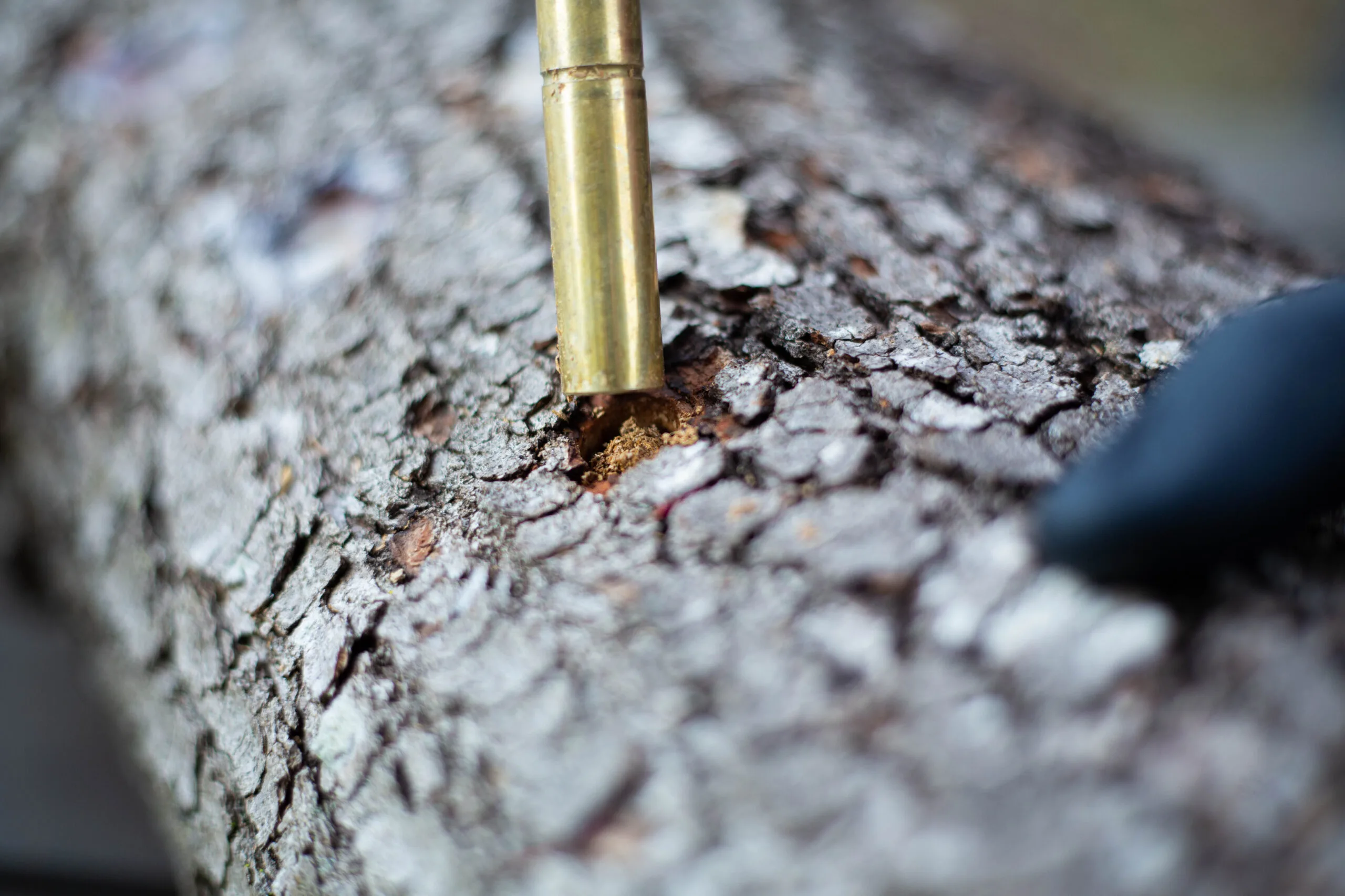 Sawdust Log Inoculation Tool for 12.5mm hole 6 A brass tool is being pressed into the bark of a tree trunk, next to a gloved hand.