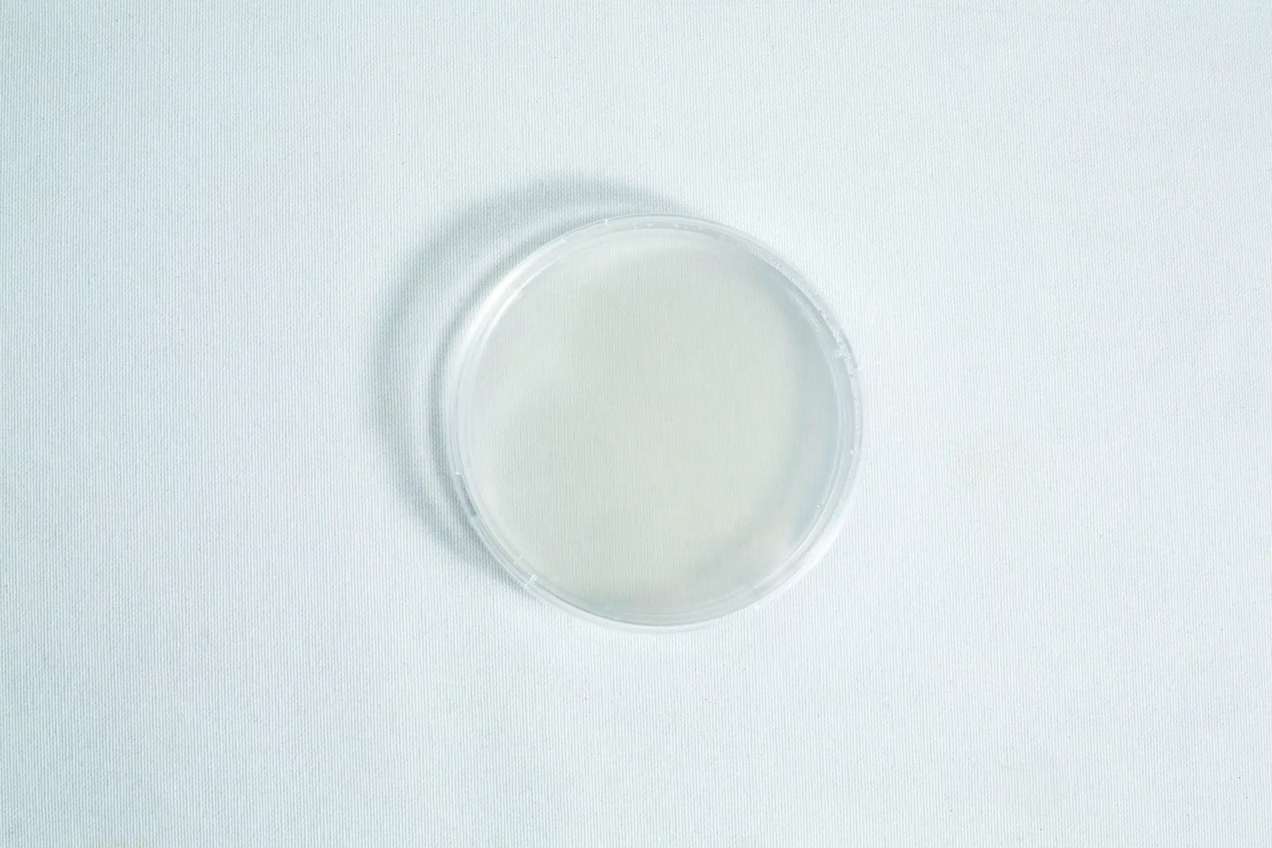 Sterile Water Agar Petri Dishes (WA) x10 with Parafilm 5 A clear petri dish placed on a white surface, viewed from above.
