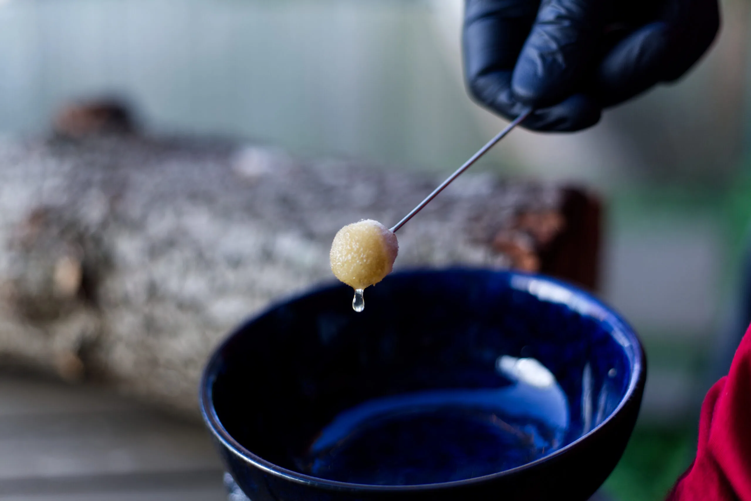 A gloved hand holds a stick with a honey dripper above a blue bowl, honey dripping off.