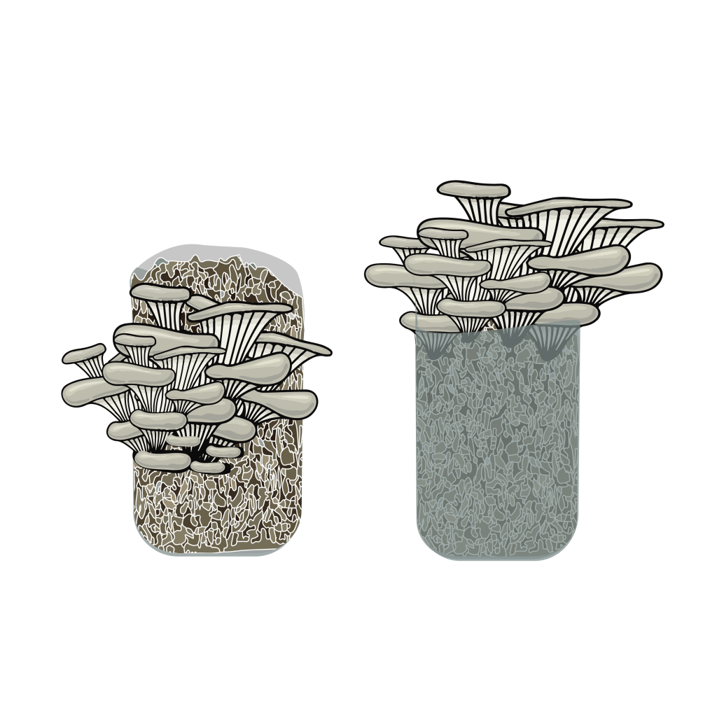 Mushroom Growing Kits Rootlab